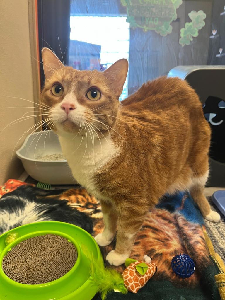 Zuko, Adopted, Adult Male Domestic Short Hair.