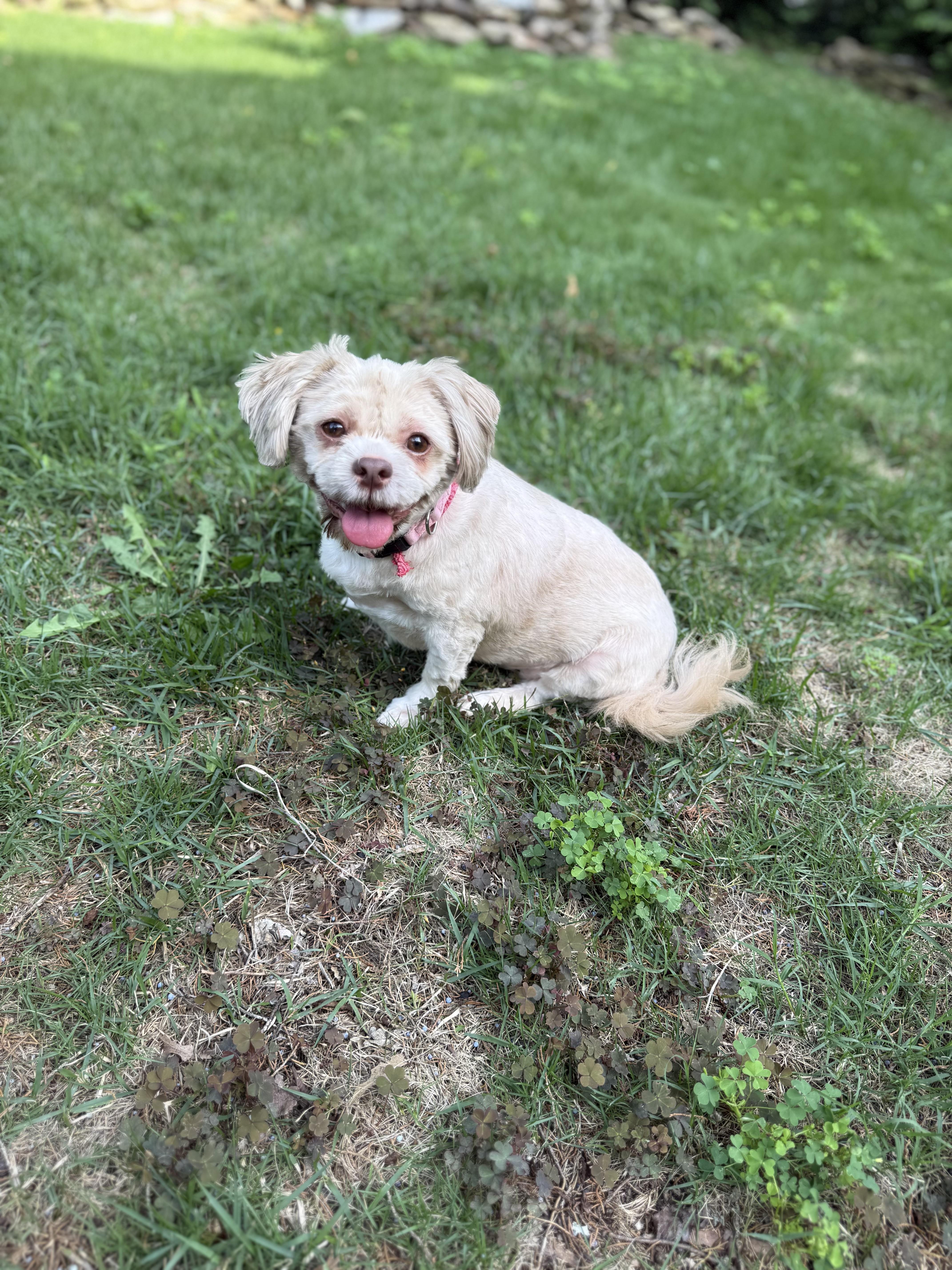 Sasha Fill Your Home With LOVE, ADOPTABLE, Adult Female Shih Tzu.