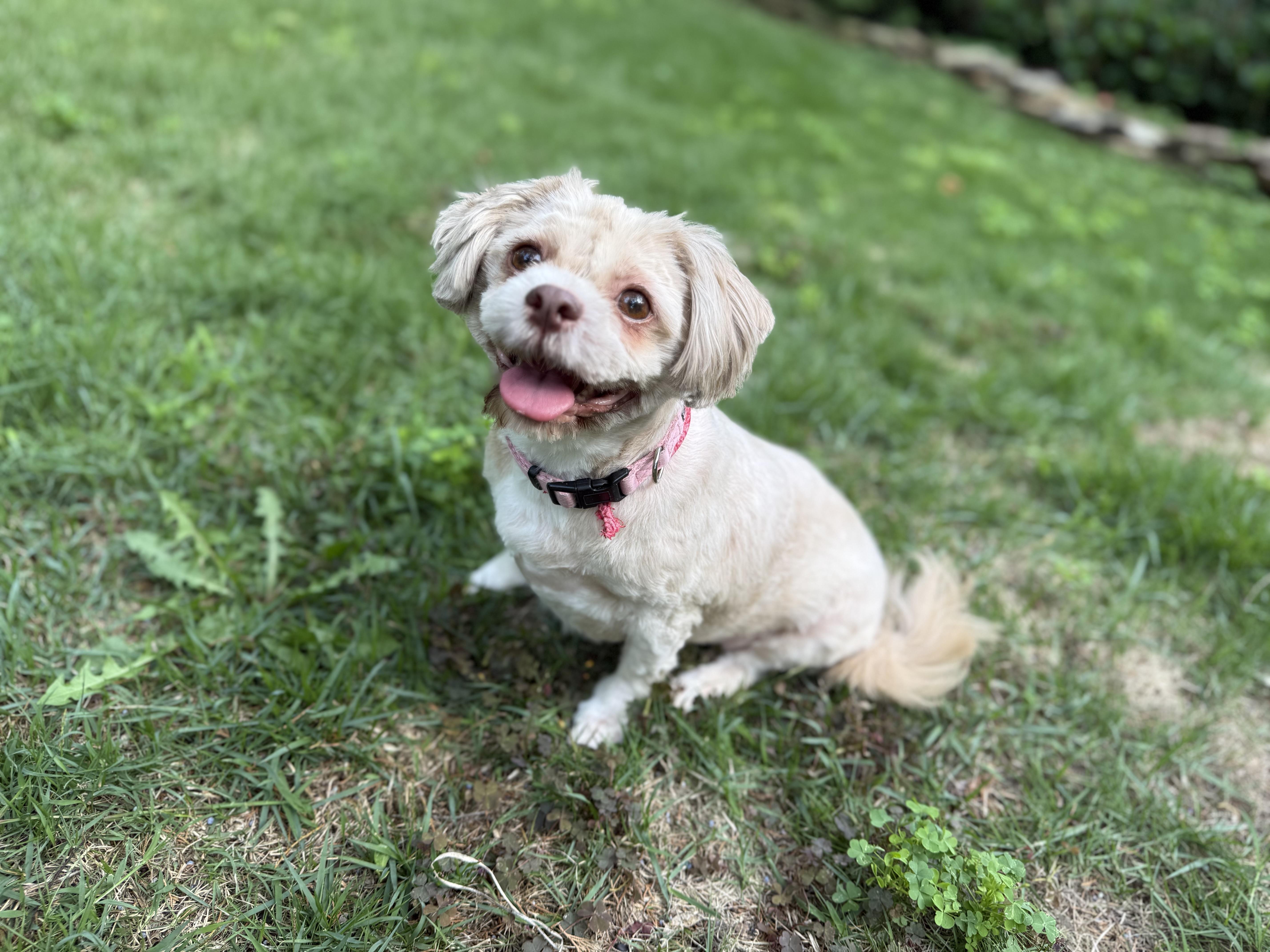 Enlarge Sasha Fill Your Home With LOVE, a ADOPTABLE Shih Tzu in Franklin, TN image 2/2