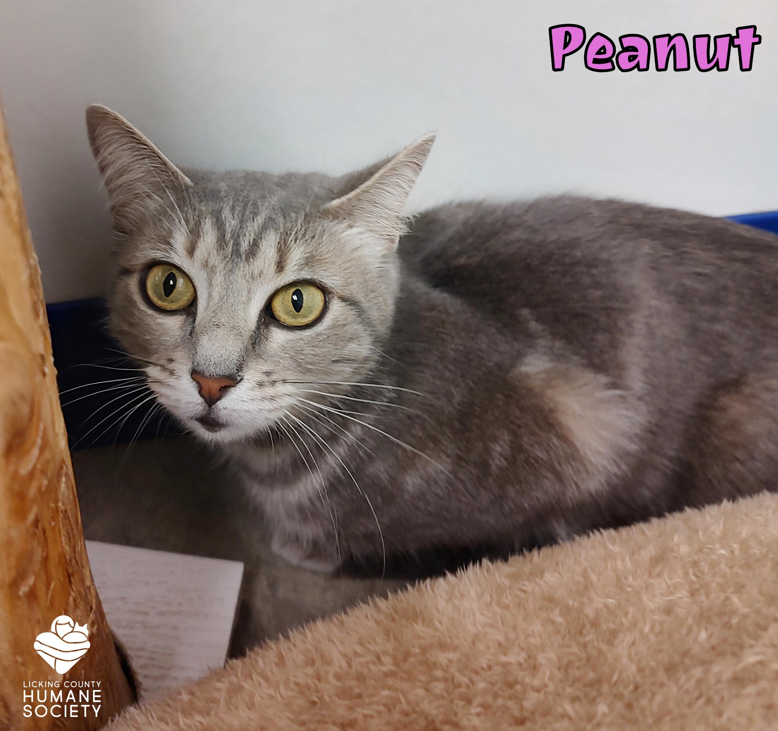 Peanut, Adoptable, Adult Female Domestic Short Hair.