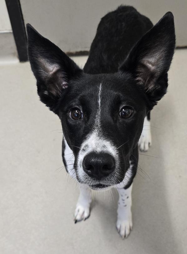 Enlarge Poi, a Adoptable mixed breed in El Cajon, CA image 1/1