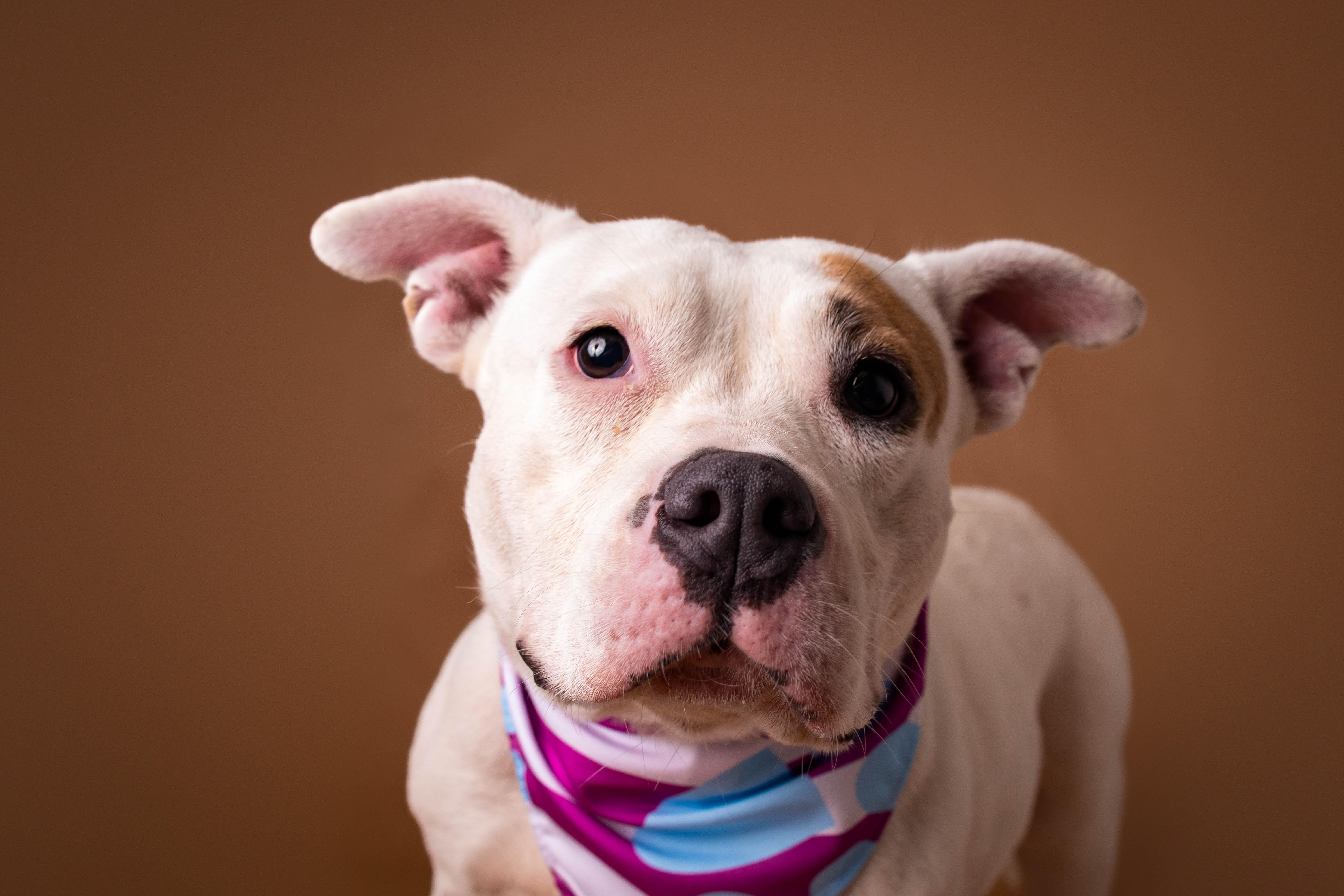 Lala, a ADOPTABLE Pit Bull Terrier in Plaquemine, LA image 2/2