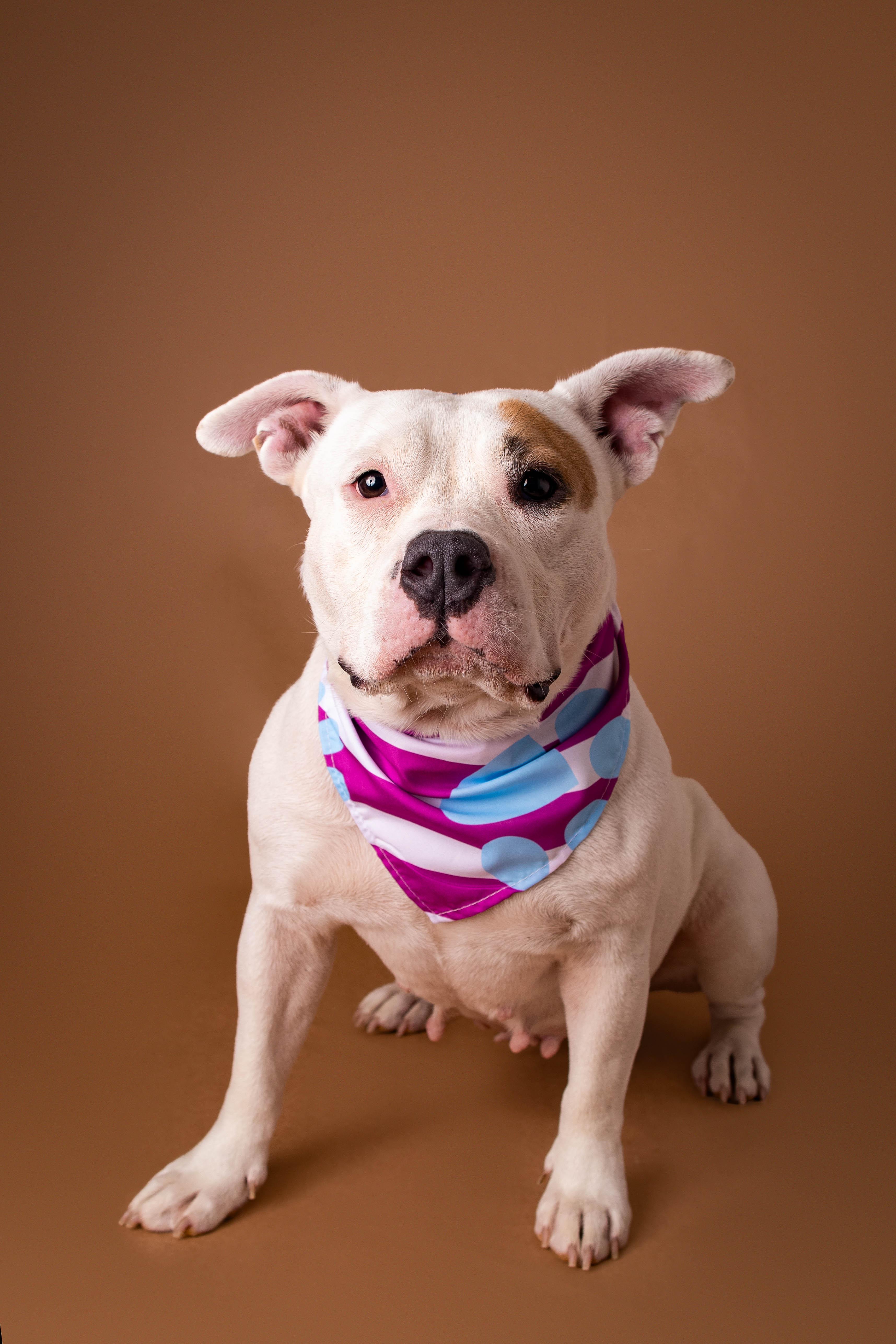 Lala, ADOPTABLE, Adult Female Pit Bull Terrier.