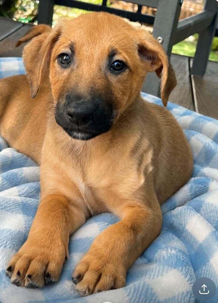 Moon: Orion, Adoptable, Puppy Male Shepherd.