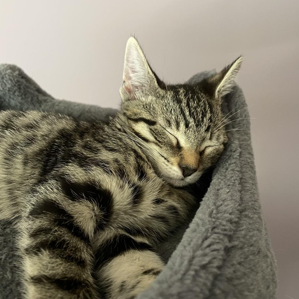 Diane, a Adoptable Domestic Short Hair in Leander, TX image 1/2