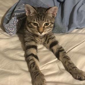 Diane, a Adoptable Domestic Short Hair in Leander, TX image 2/2