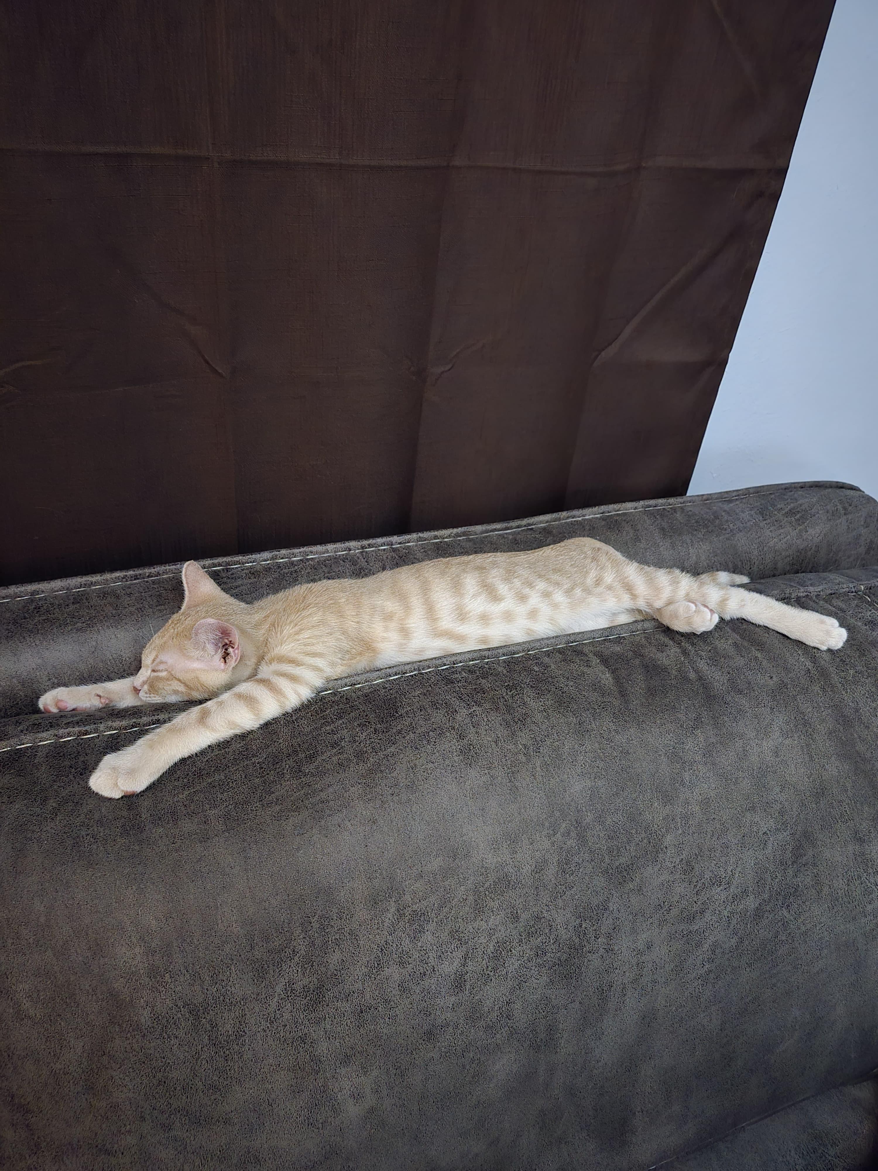 Enlarge Taz (Tazmanian Devil), a Adopted mixed breed in St Petersburg, FL image 2/6