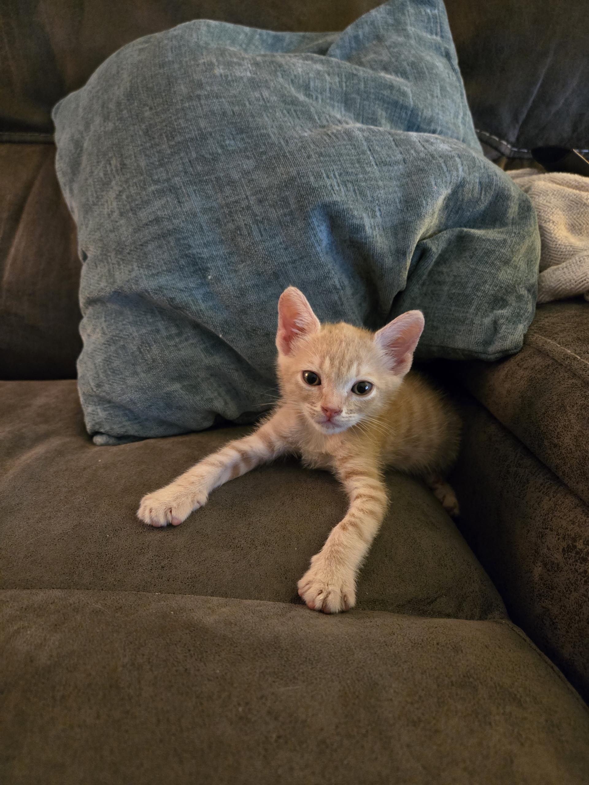 Enlarge Taz (Tazmanian Devil), a Adopted mixed breed in St Petersburg, FL image 3/6