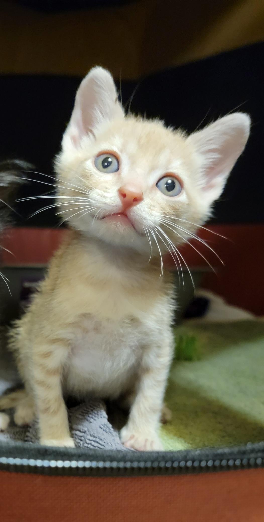 Enlarge Taz (Tazmanian Devil), a Adopted mixed breed in St Petersburg, FL image 4/6