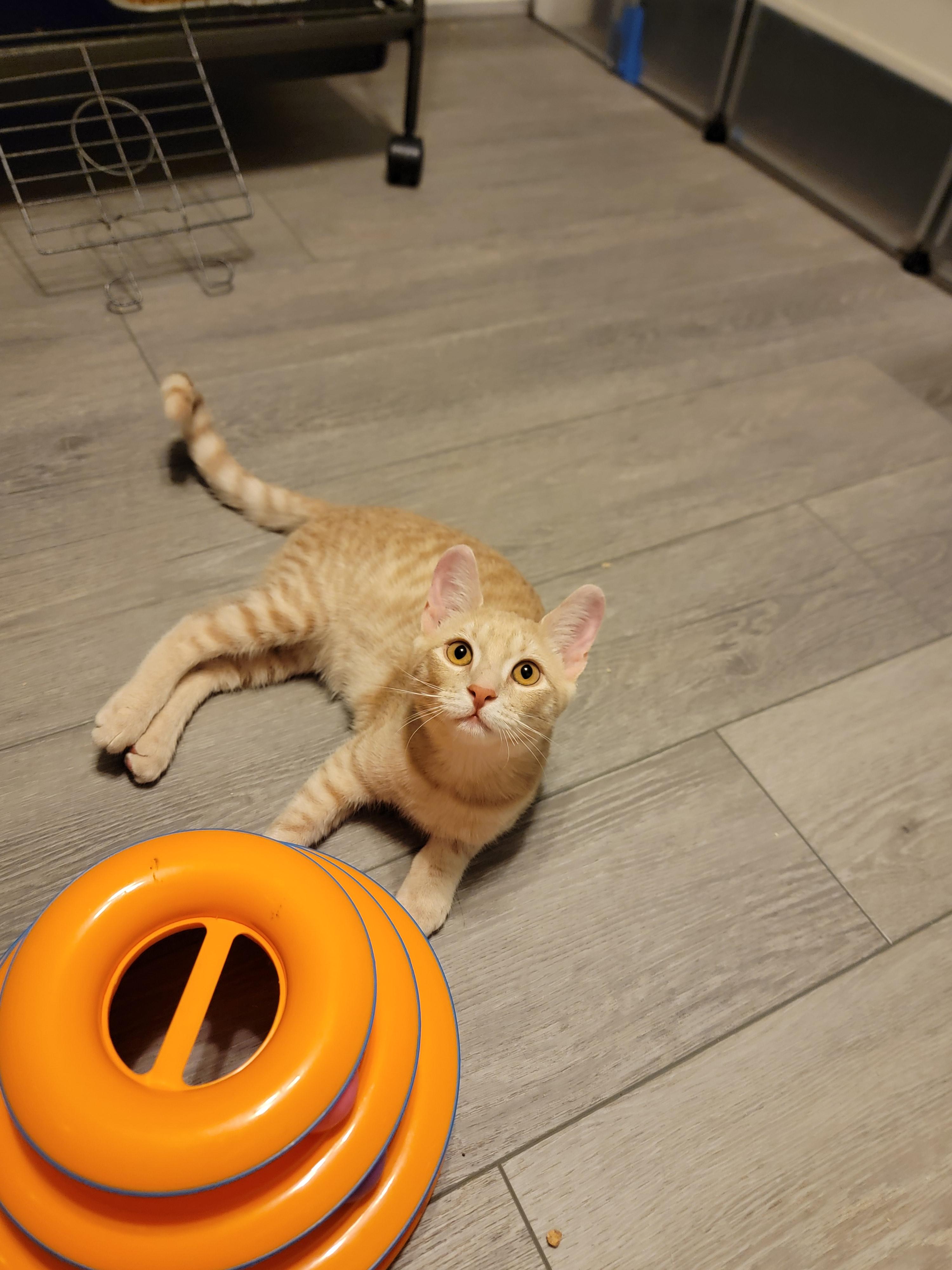 Enlarge Taz (Tazmanian Devil), a Adopted mixed breed in St Petersburg, FL image 5/6