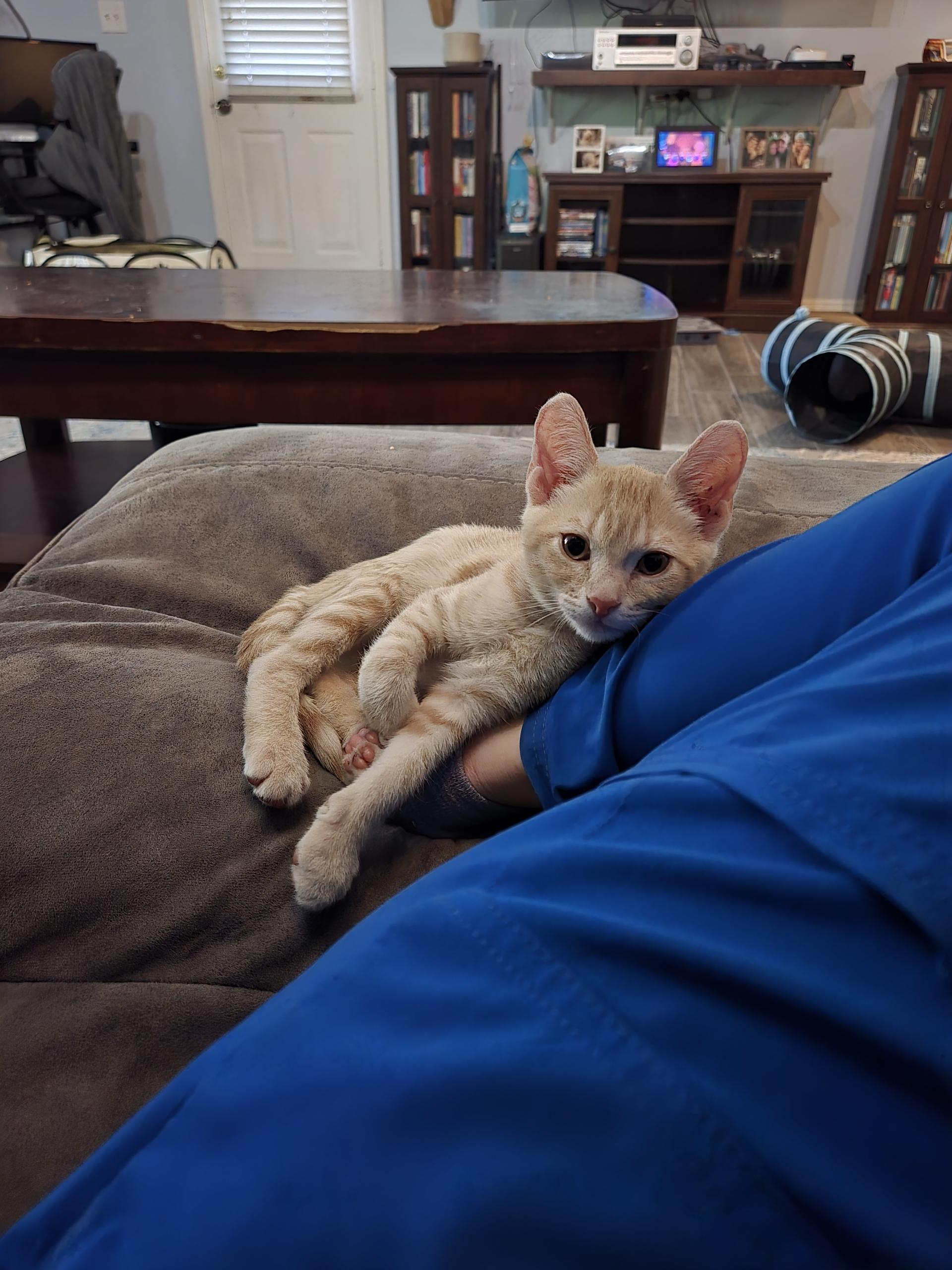 Enlarge Taz (Tazmanian Devil), a Adopted mixed breed in St Petersburg, FL image 6/6