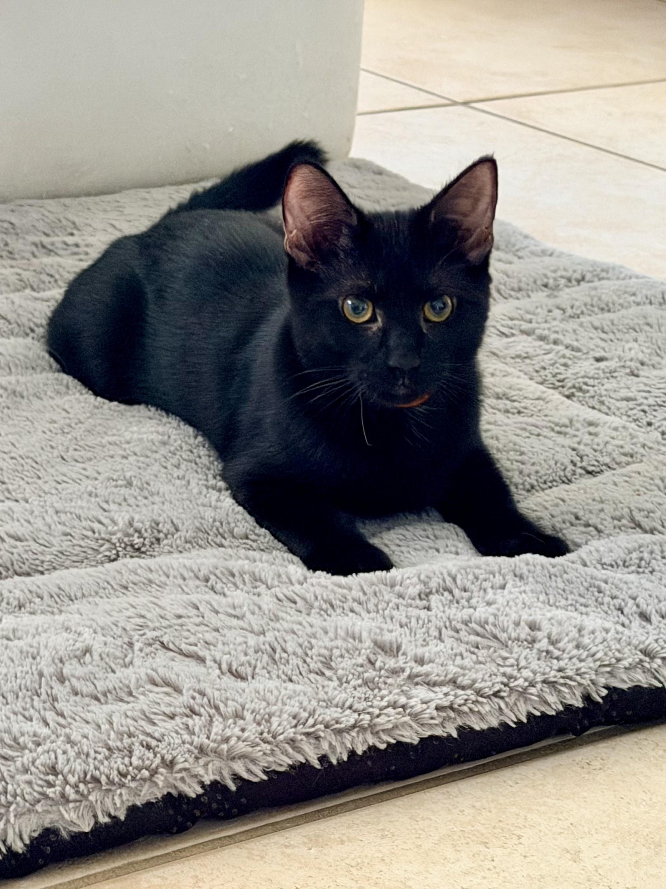 Enlarge Mina Rose, an adopted mixed breed in Worcester, MA image 6/6