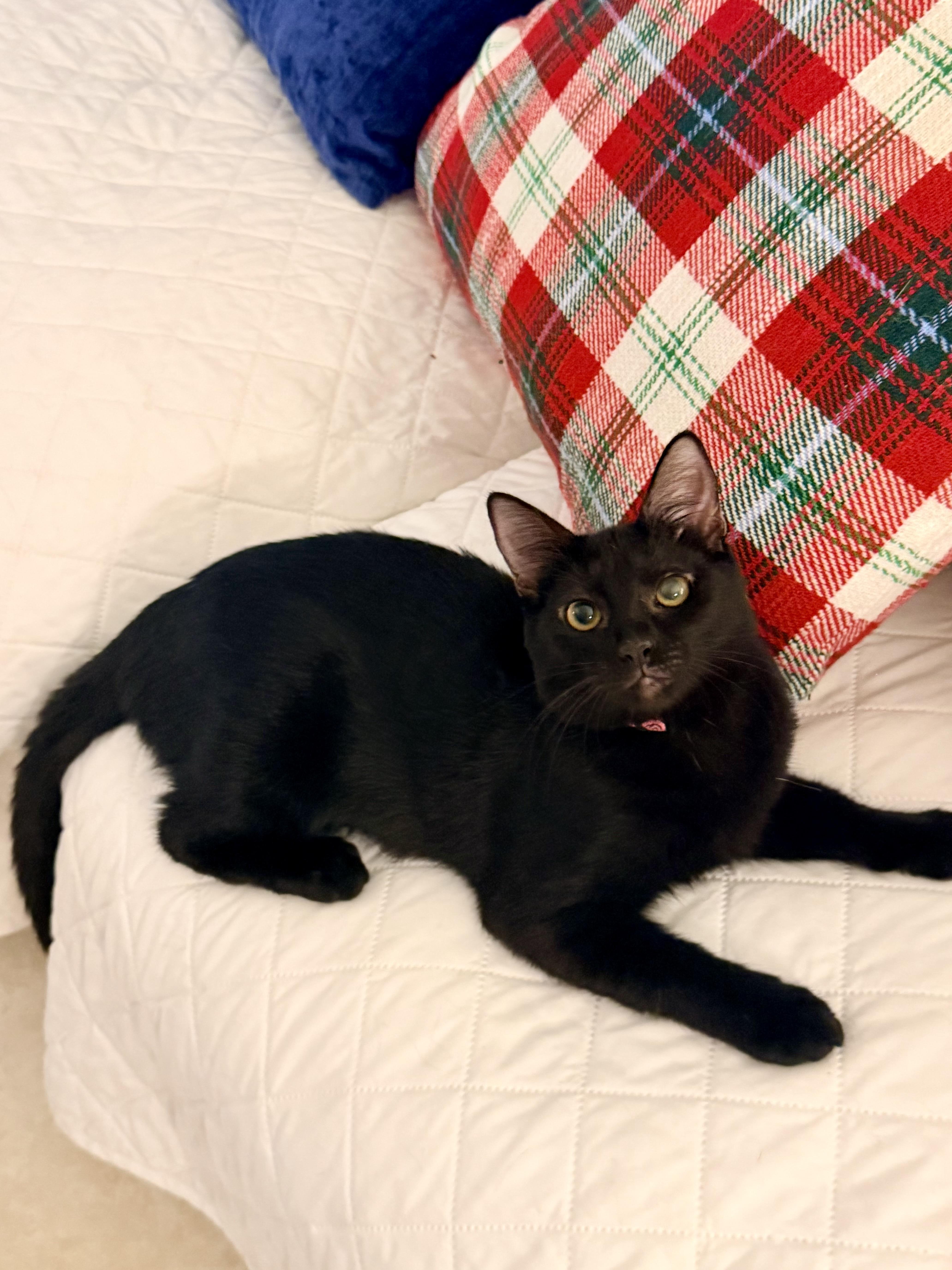 Enlarge Mina Rose, an adopted mixed breed in Worcester, MA image 4/6