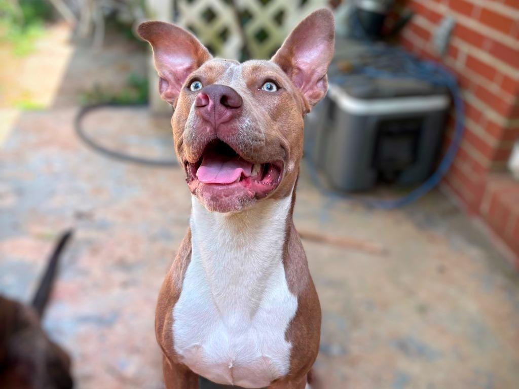Clover, Adoptable, Puppy Female Pit Bull Terrier.