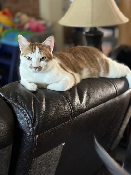 Jack Jack, Adoptable, Adult Male Domestic Short Hair & Domestic Short Hair.