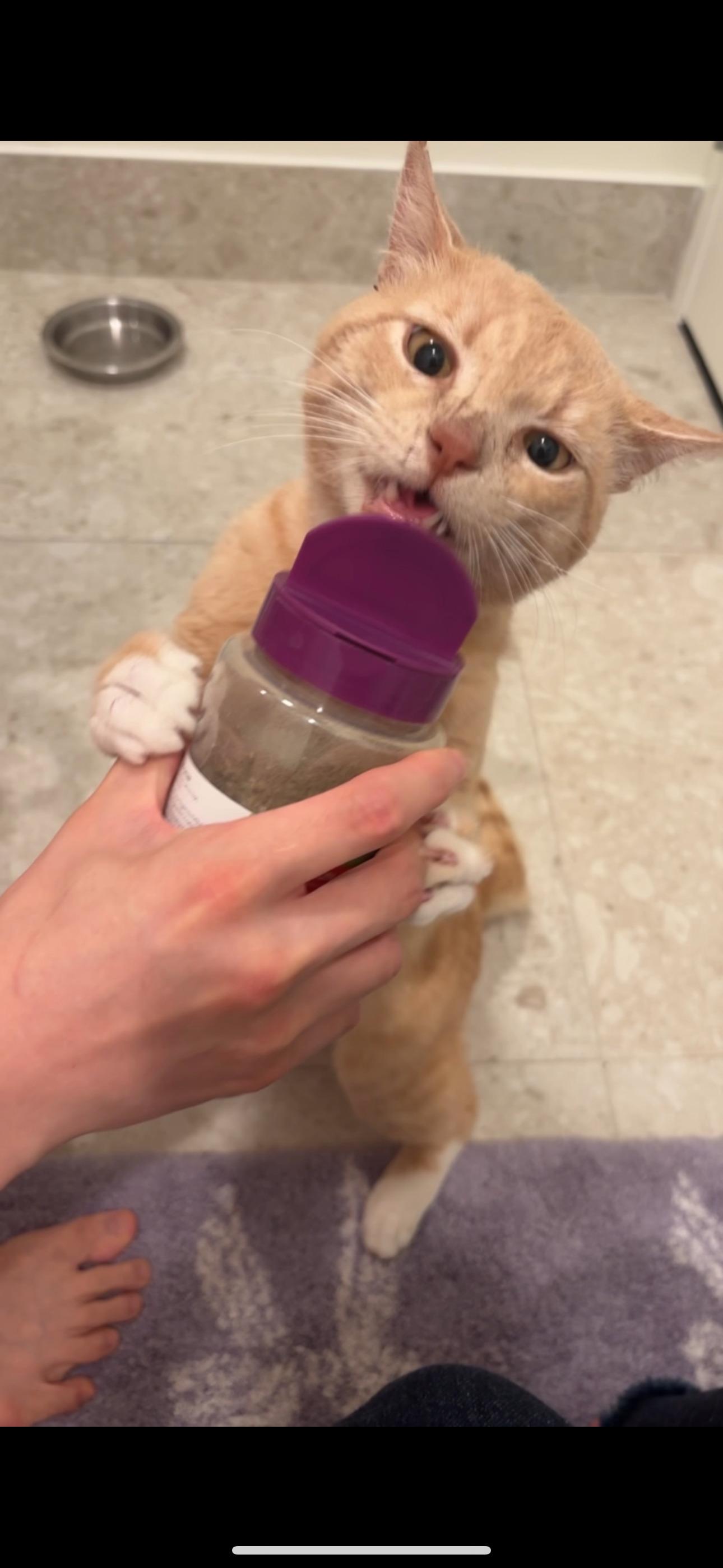 BBQ, a Adopted mixed breed in Brooklyn, NY image 1/4