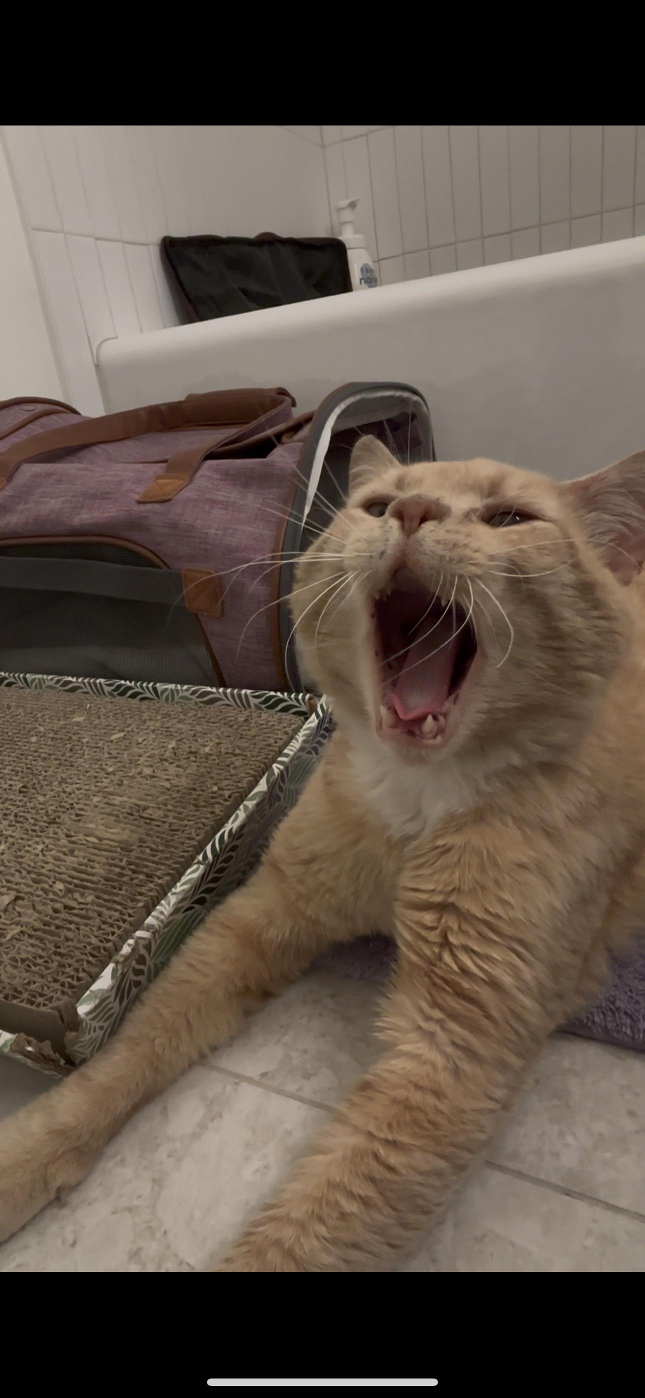 BBQ, a Adopted mixed breed in Brooklyn, NY image 2/4