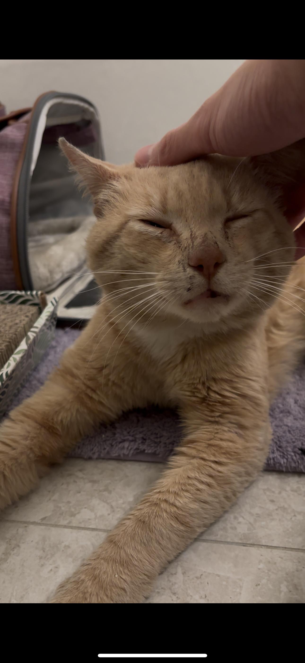 BBQ, a Adopted mixed breed in Brooklyn, NY image 3/4