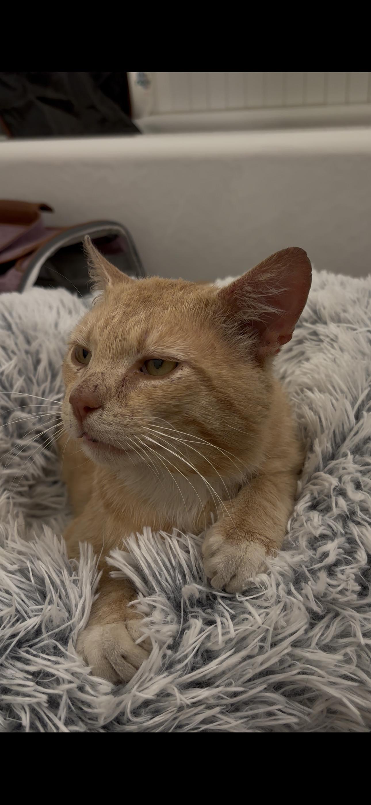 BBQ, a Adopted mixed breed in Brooklyn, NY image 4/4