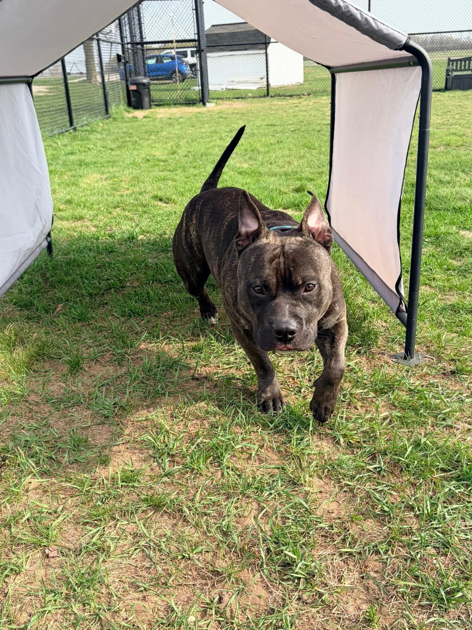 Enlarge Atlas, a ADOPTABLE Staffordshire Bull Terrier in Shelby, MI image 2/2