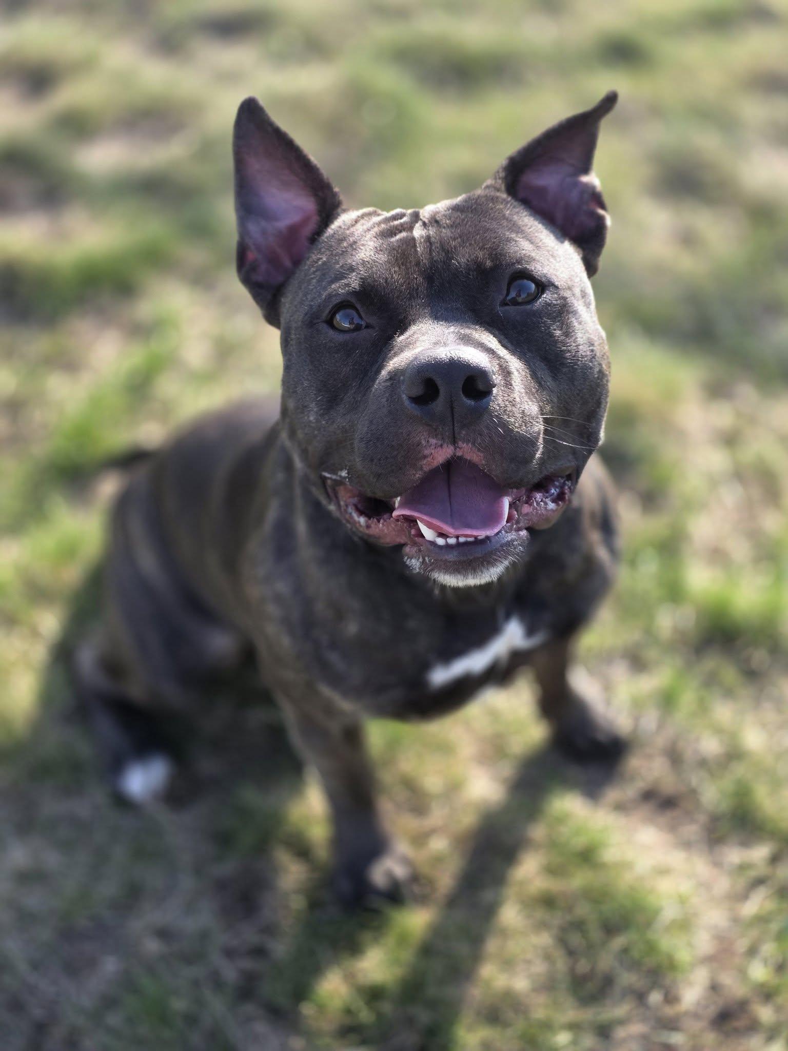 Atlas, ADOPTABLE, Young Male Staffordshire Bull Terrier.