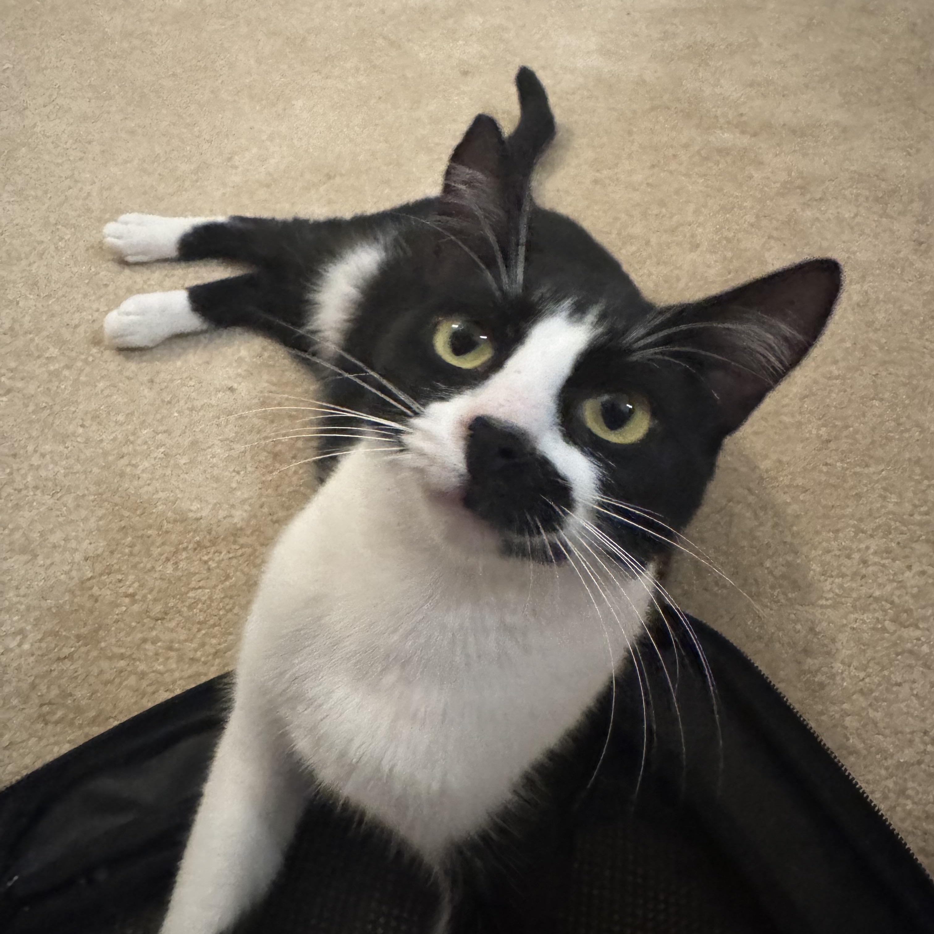 Enlarge Baboo, a Adoptable Domestic Short Hair in Springfield, VA image 1/6