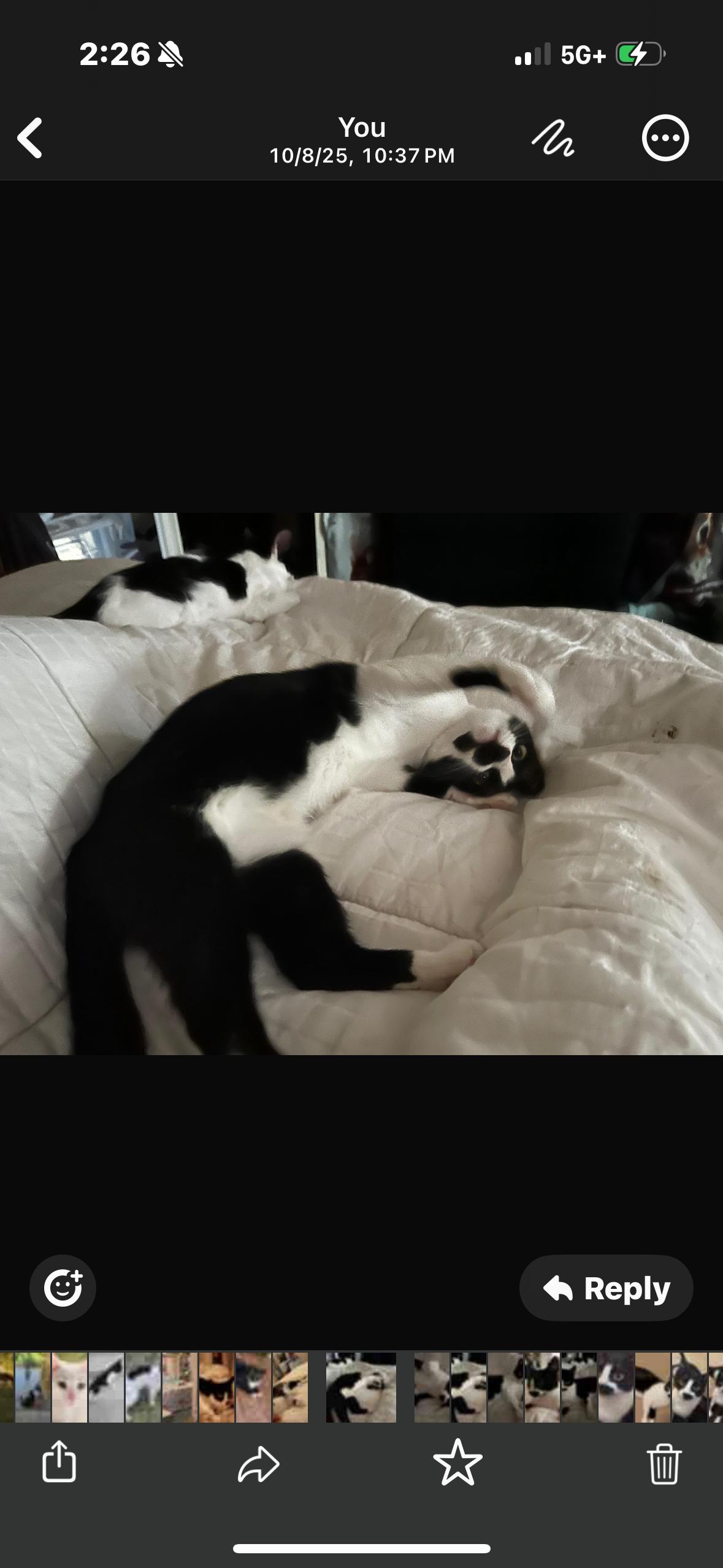 Enlarge Baboo, a Adoptable Domestic Short Hair in Springfield, VA image 6/6