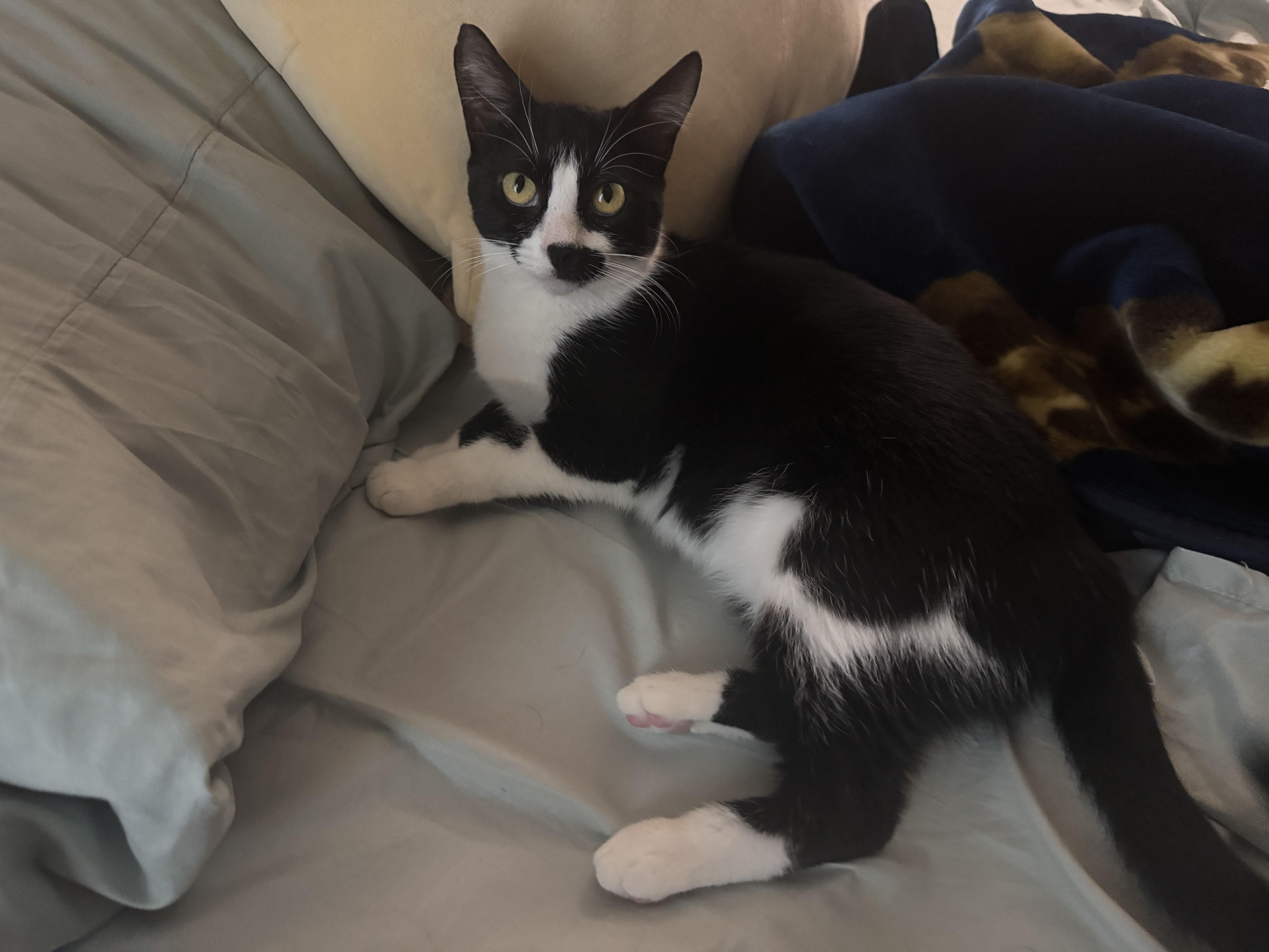 Enlarge Baboo, a Adoptable Domestic Short Hair in Springfield, VA image 3/6