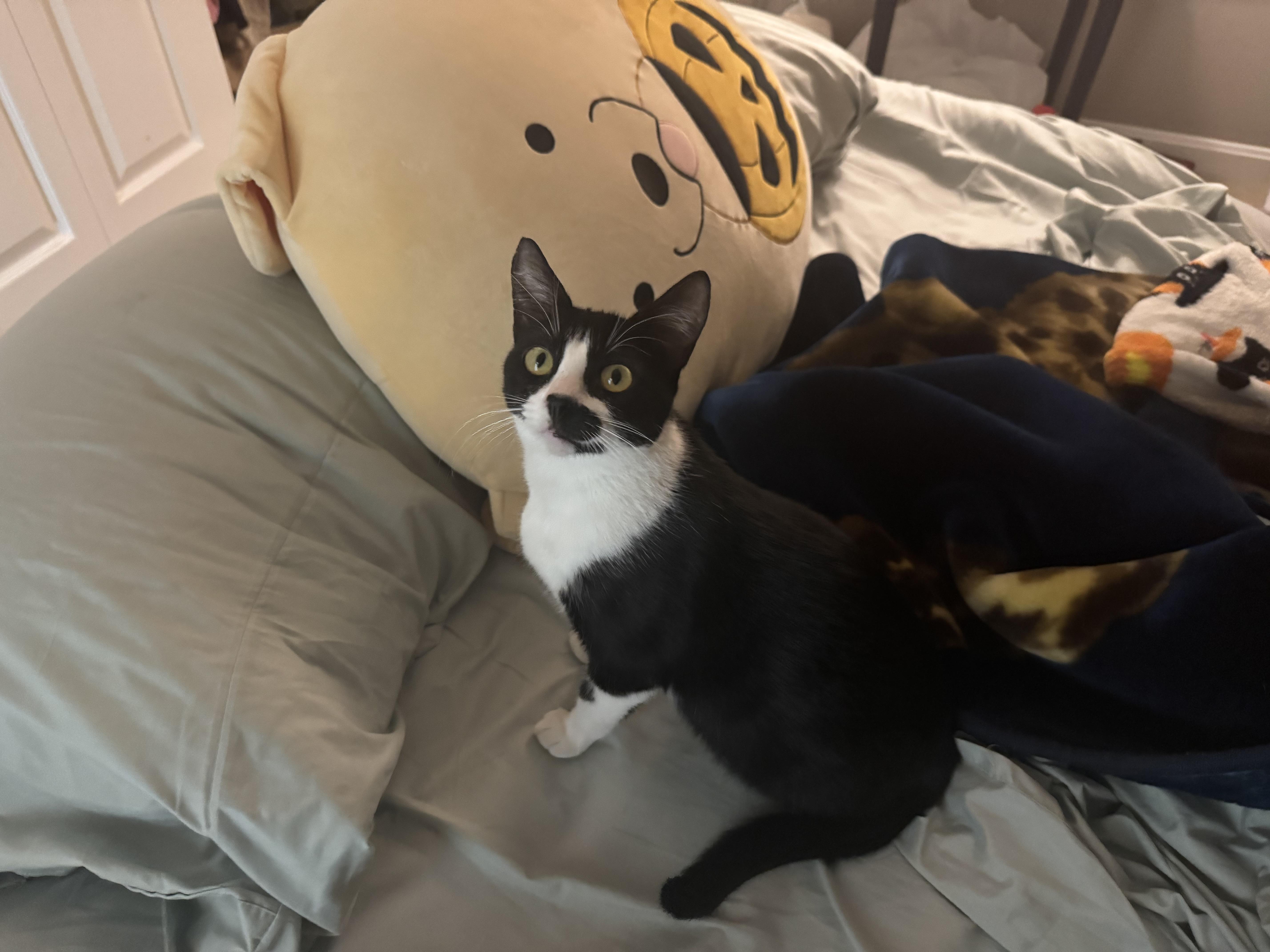 Enlarge Baboo, a Adoptable Domestic Short Hair in Springfield, VA image 4/6