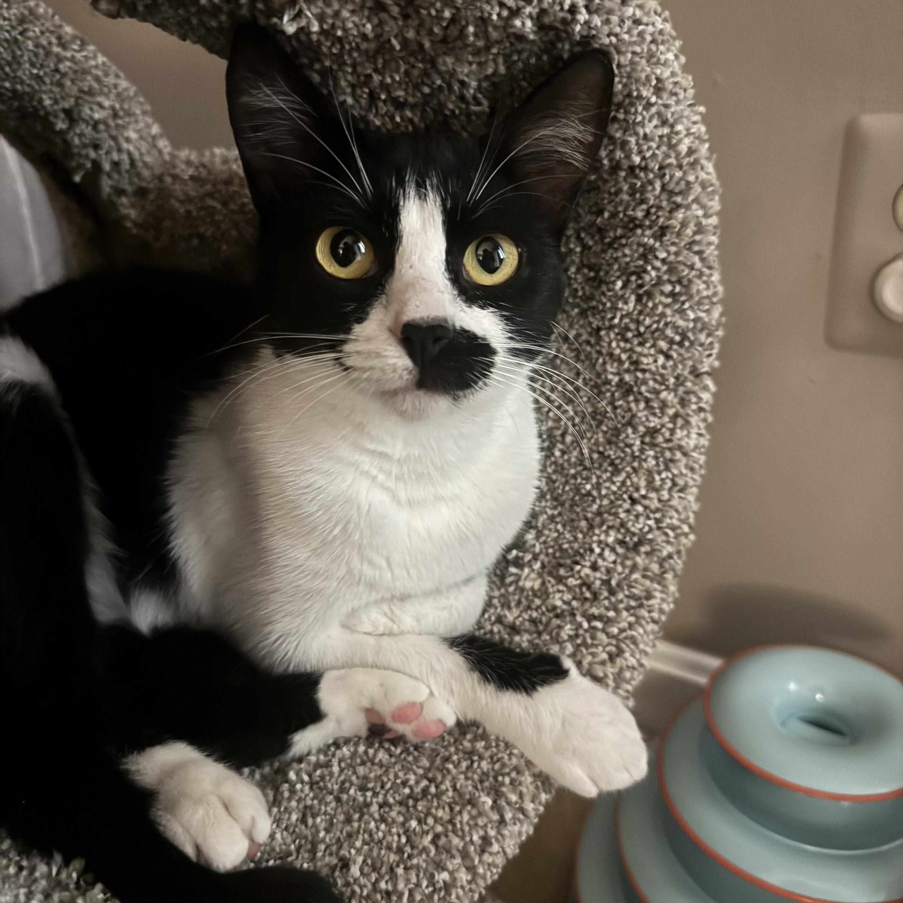 Enlarge Baboo, a Adoptable Domestic Short Hair in Springfield, VA image 5/6