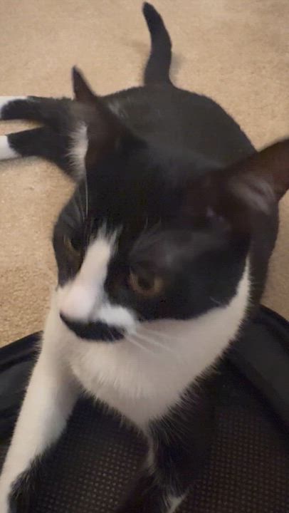 Enlarge Baboo, a Adoptable Domestic Short Hair in Springfield, VA video 2/6