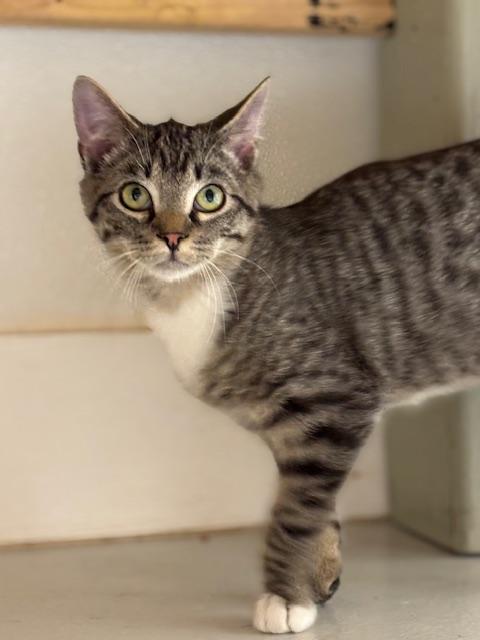 Enlarge Risotto, an adopted Domestic Short Hair in Huntsville, AL image 1/1