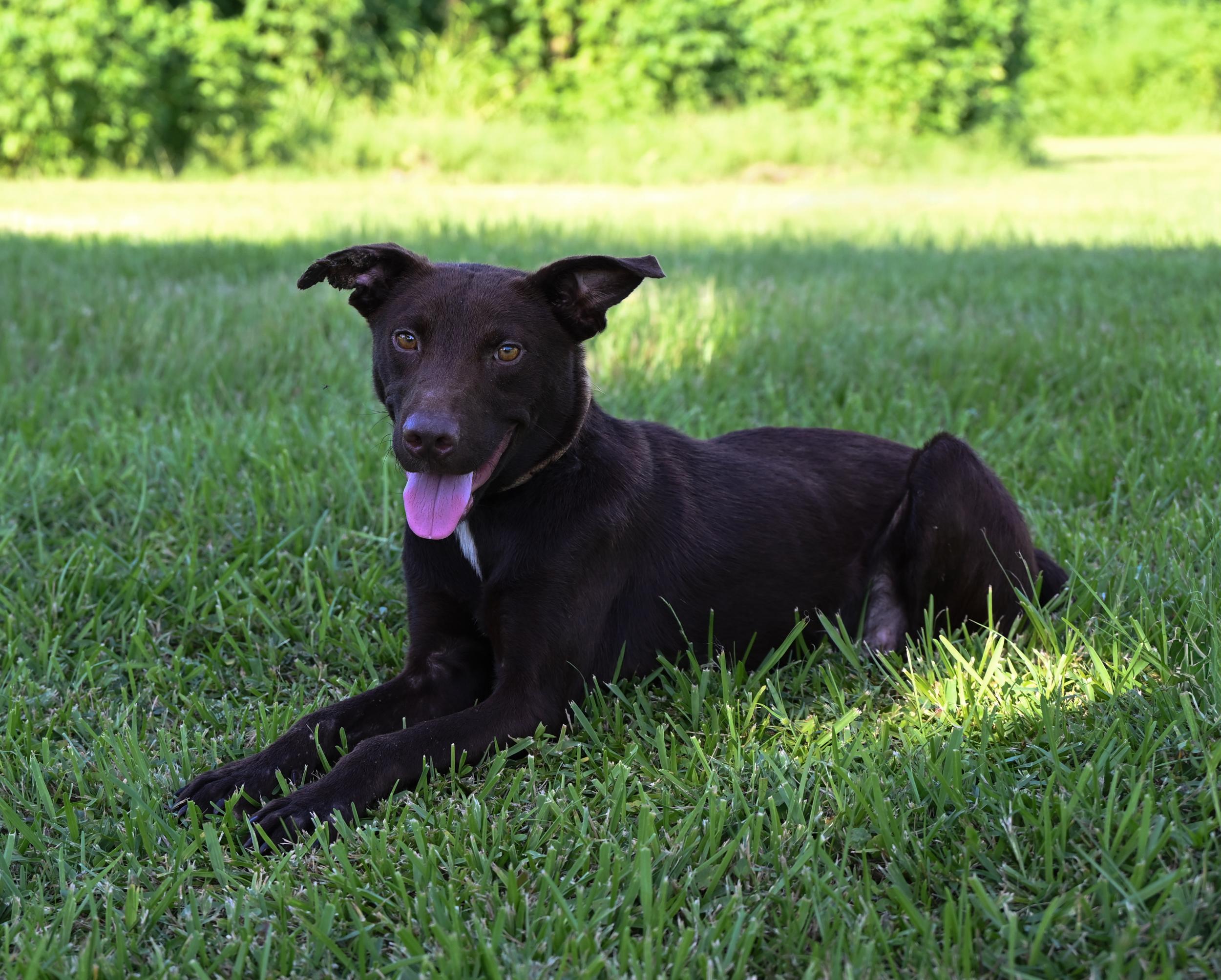 Ranger, a Adopted mixed breed in West Orange, TX image 2/4