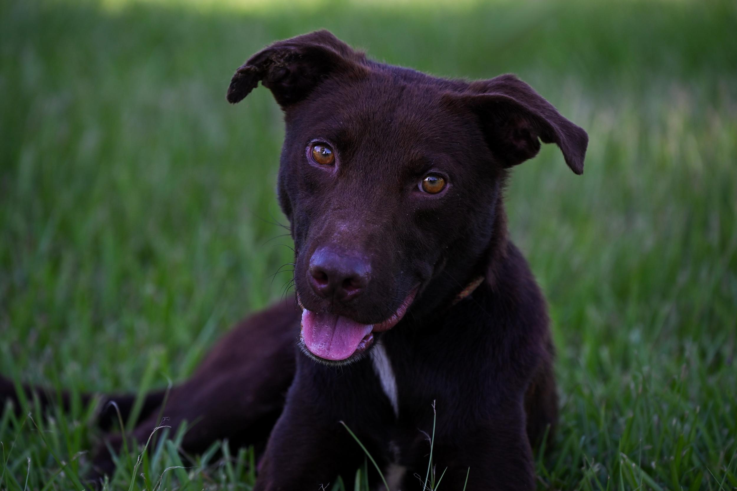 Ranger, Adopted, Young Male Chocolate Labrador Retriever.