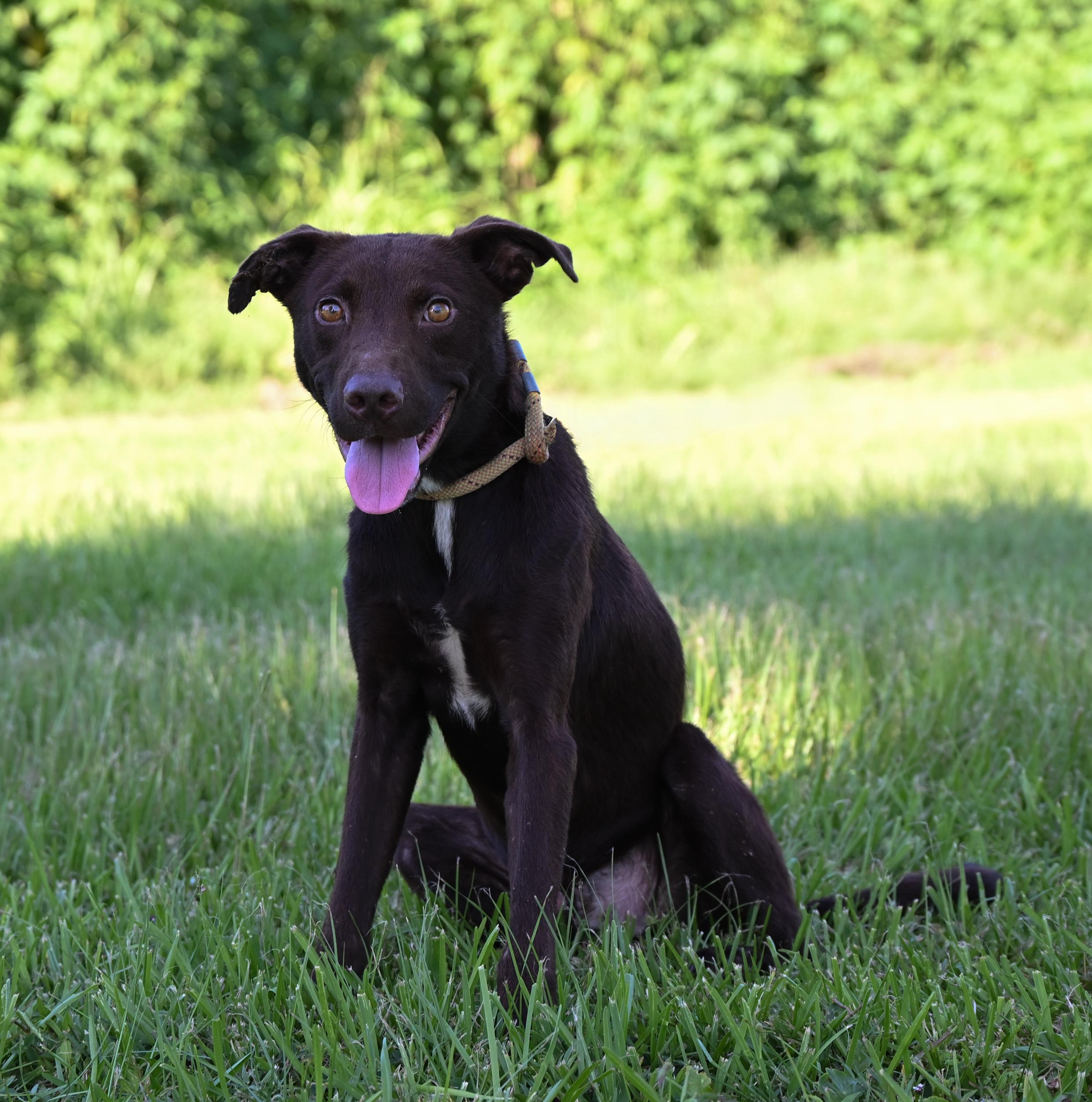 Ranger, a Adopted mixed breed in West Orange, TX image 4/4