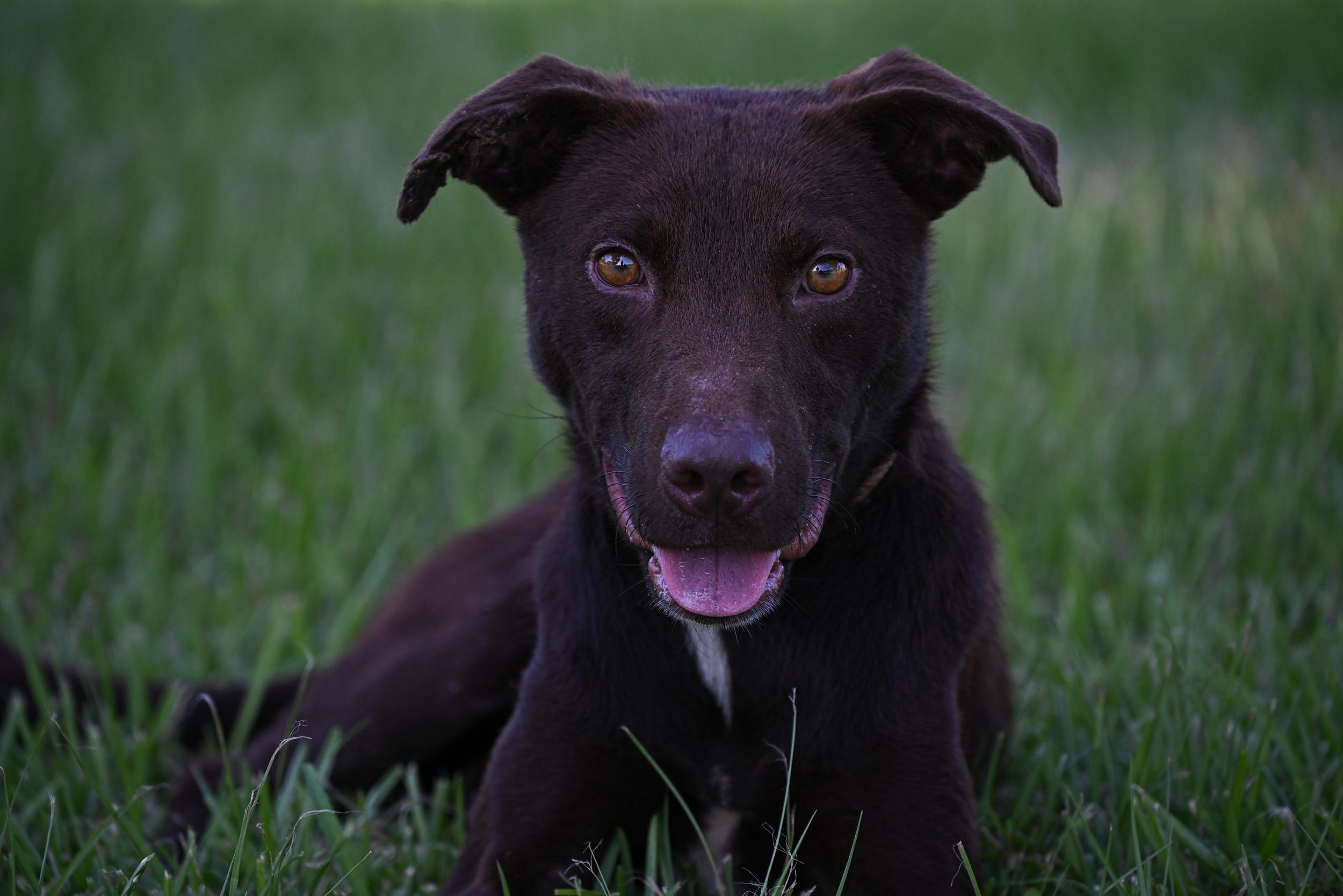 Ranger, a Adopted mixed breed in West Orange, TX image 3/4