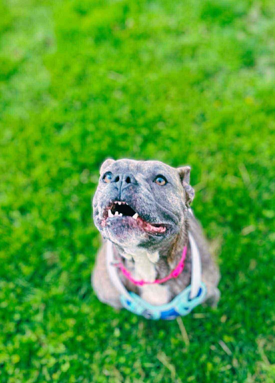 Honey (Foster Needed)