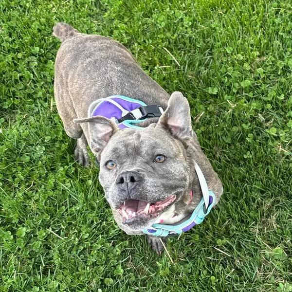 Honey (Foster Needed)