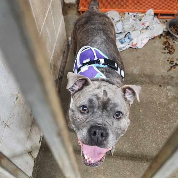 Honey (Foster Needed)