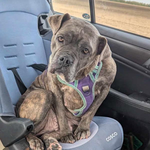 Honey (Foster Needed)