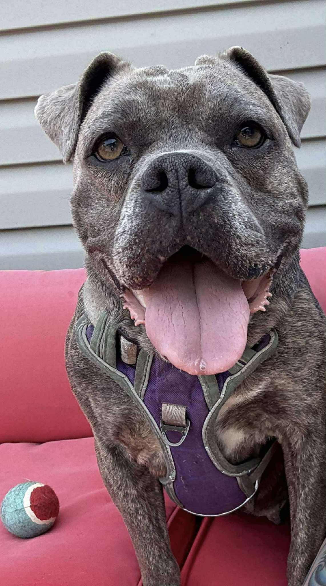 Honey (Foster Needed)