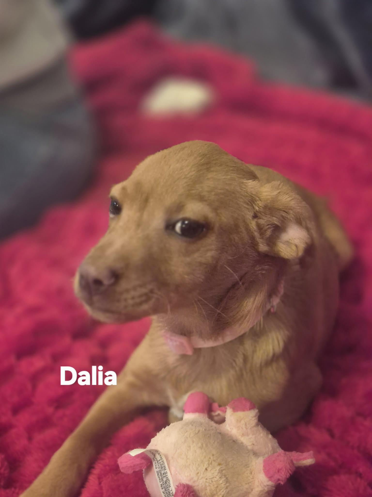 Enlarge Dash and Dalia!, a Adoptable mixed breed in Brattleboro , VT image 1/6
