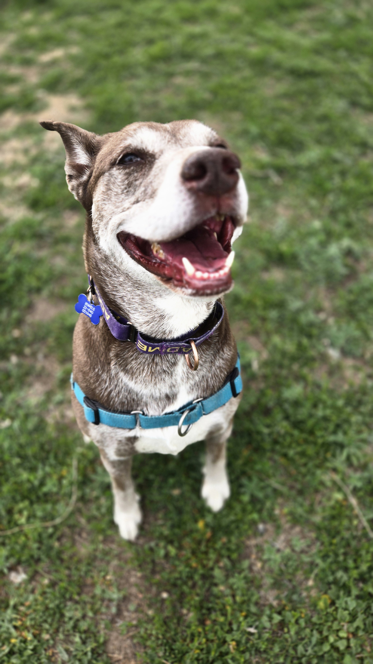 Jewels, a Adoptable mixed breed in Pueblo, CO image 4/6