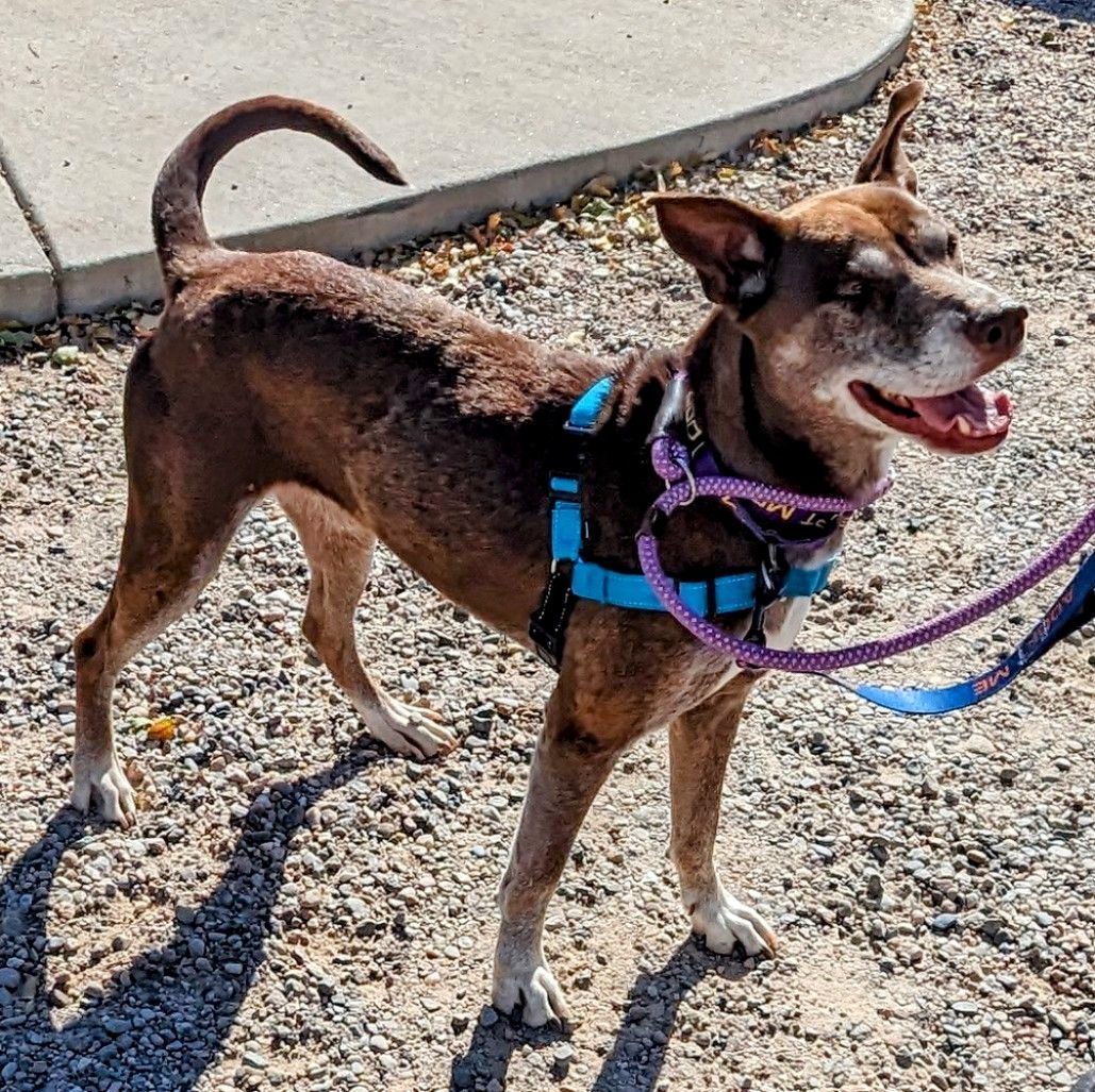 Jewels, a Adoptable mixed breed in Pueblo, CO image 2/6