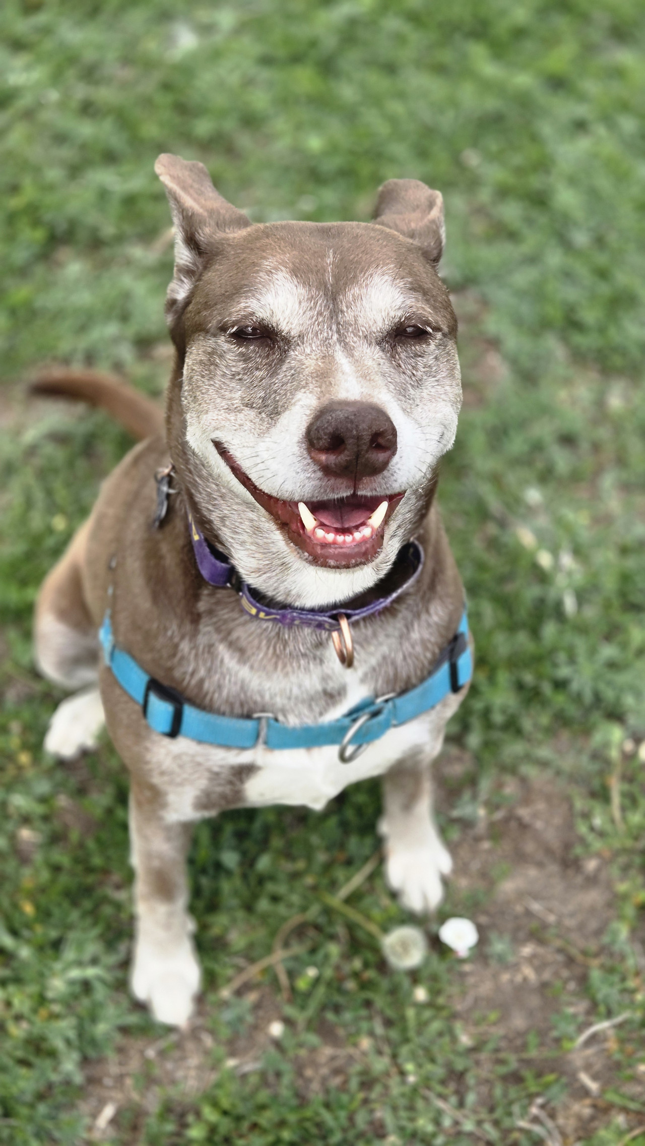 Jewels, a Adoptable mixed breed in Pueblo, CO image 6/6