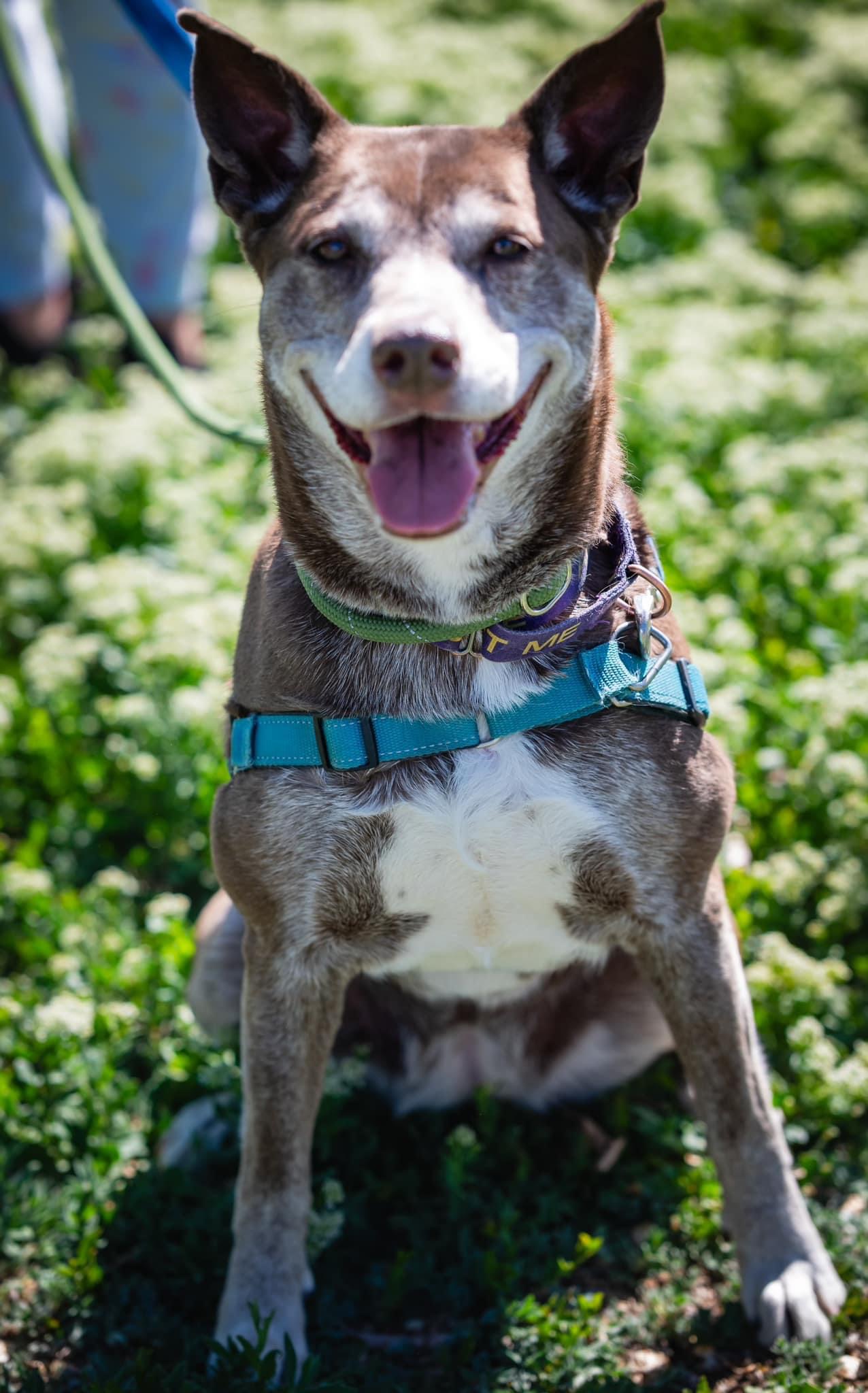 Jewels, a Adoptable mixed breed in Pueblo, CO image 5/6