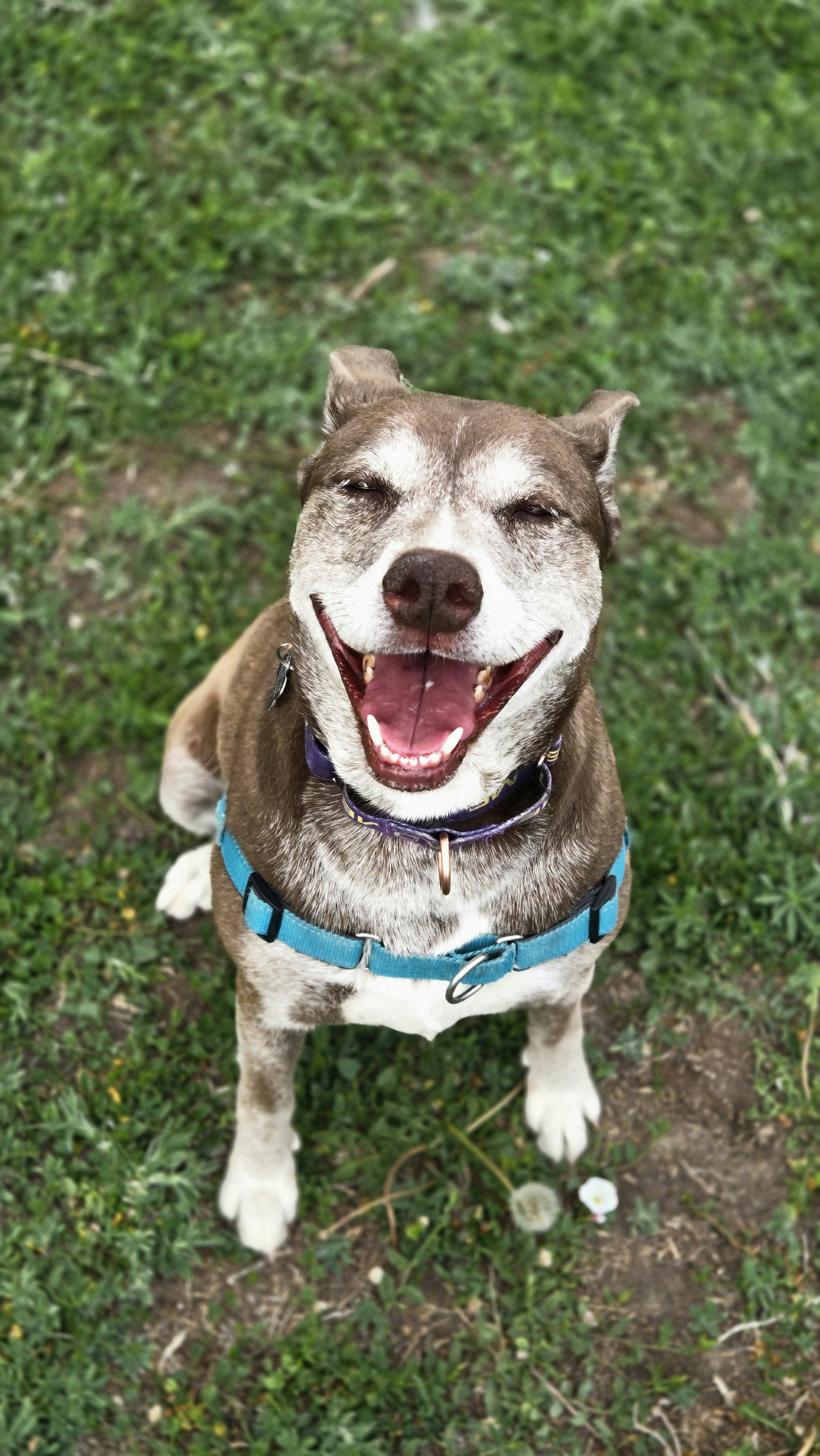 Jewels, a Adoptable mixed breed in Pueblo, CO image 1/6