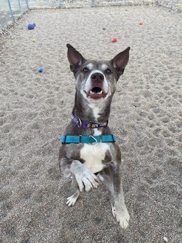 Jewels, a Adoptable mixed breed in Pueblo, CO image 3/6