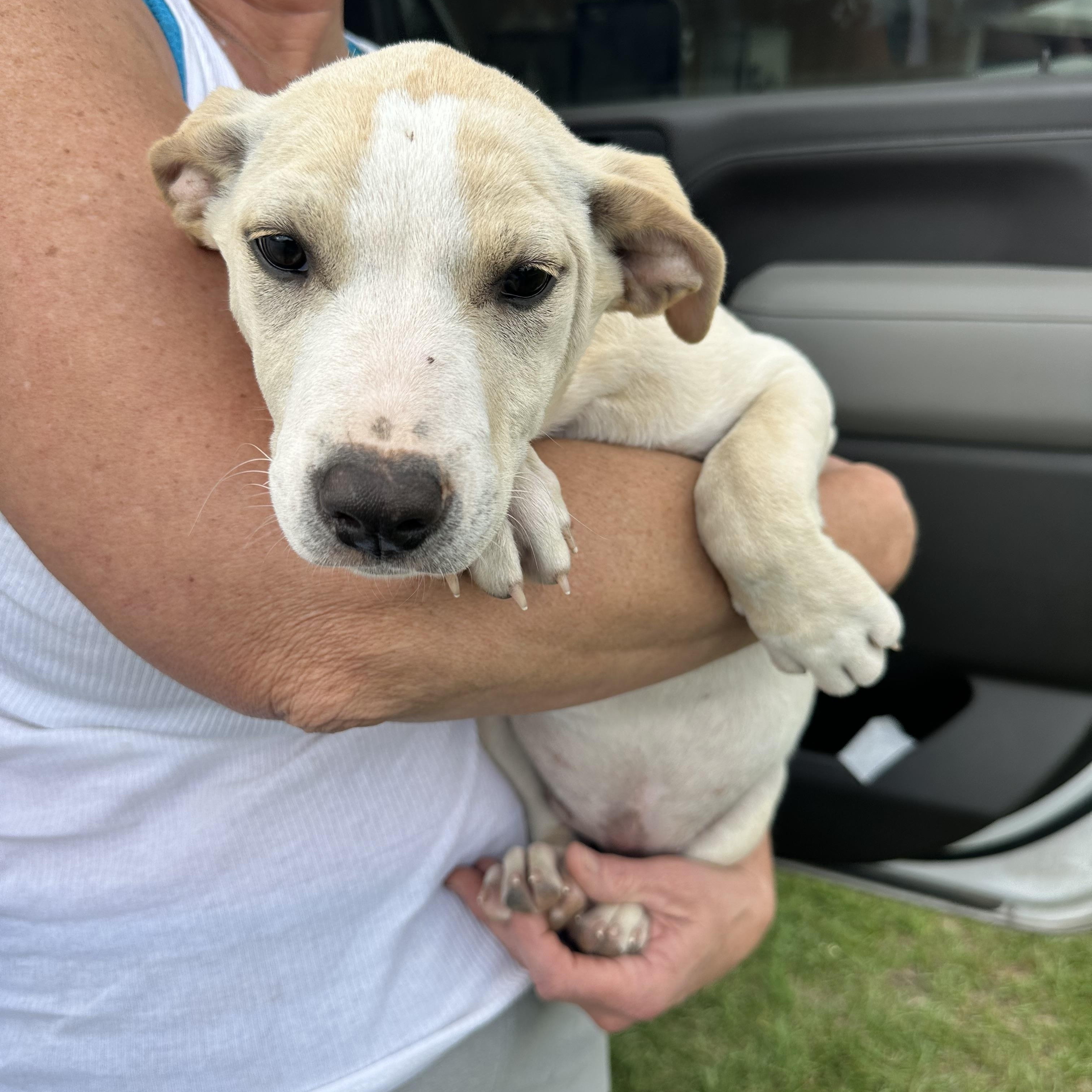 Enlarge Vanilla, a Adoptable mixed breed in Grand Prairie, TX image 1/5