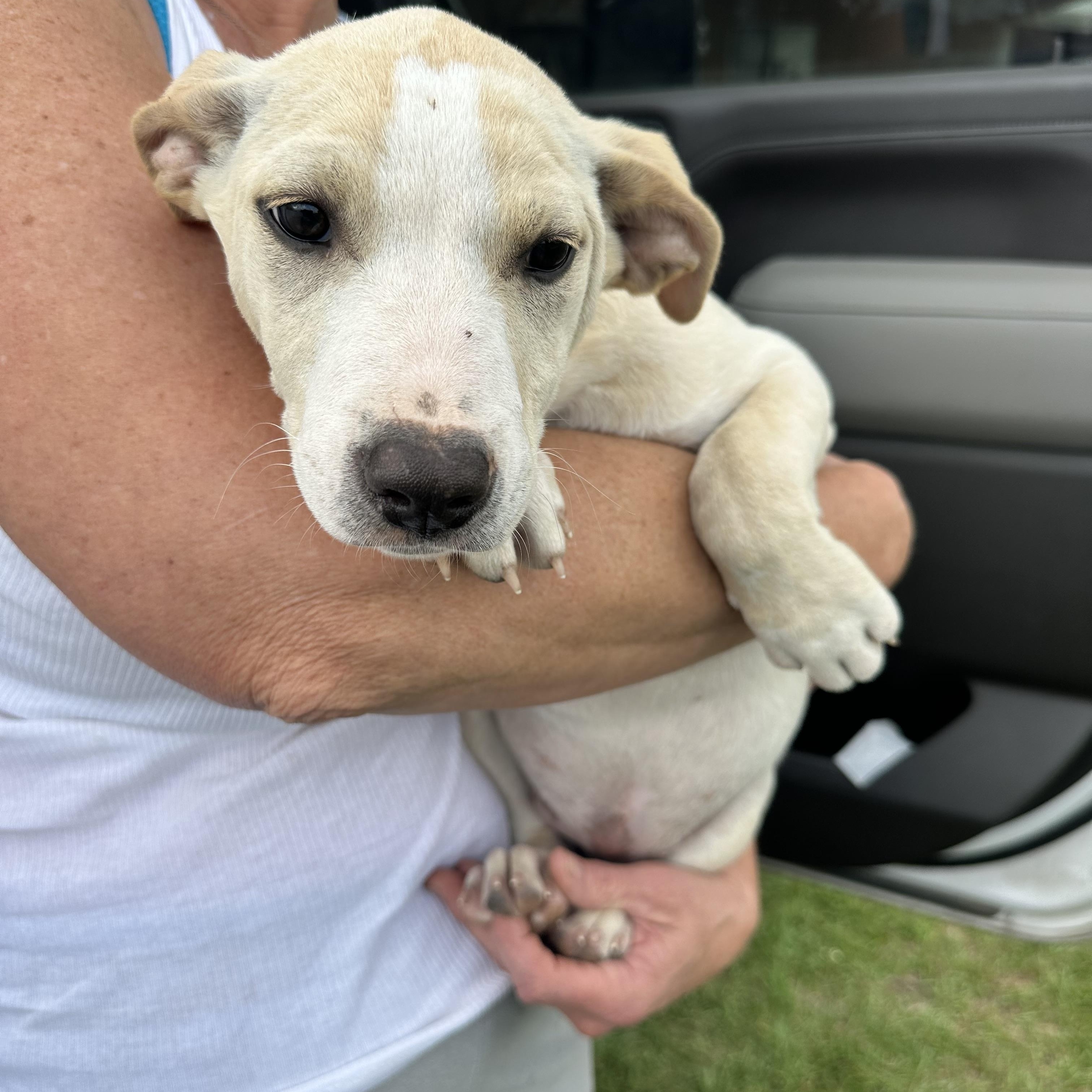 Enlarge Vanilla, a Adoptable mixed breed in Grand Prairie, TX image 3/5